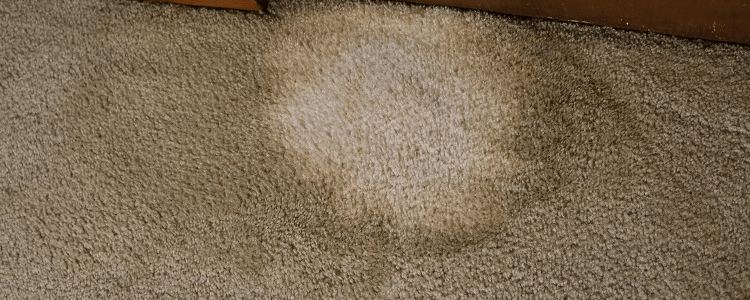 never use bleach for carpet cleaning service