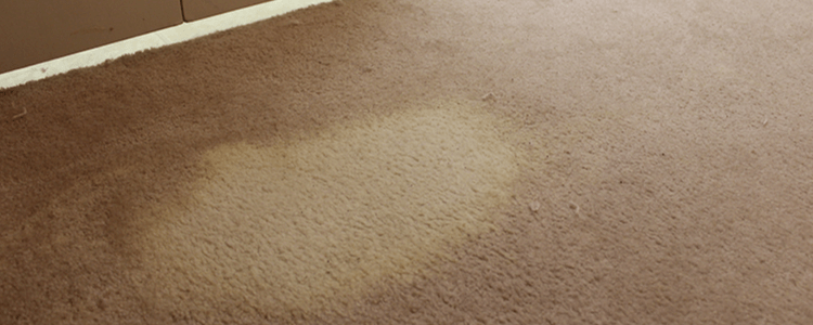 never use bleach for carpet cleaning
